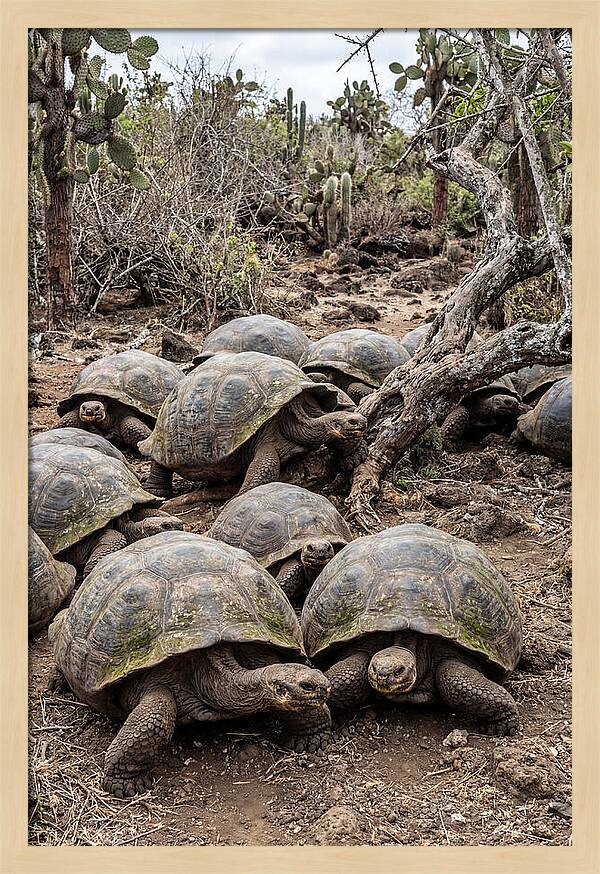 Galapagos Tortoise Gathering