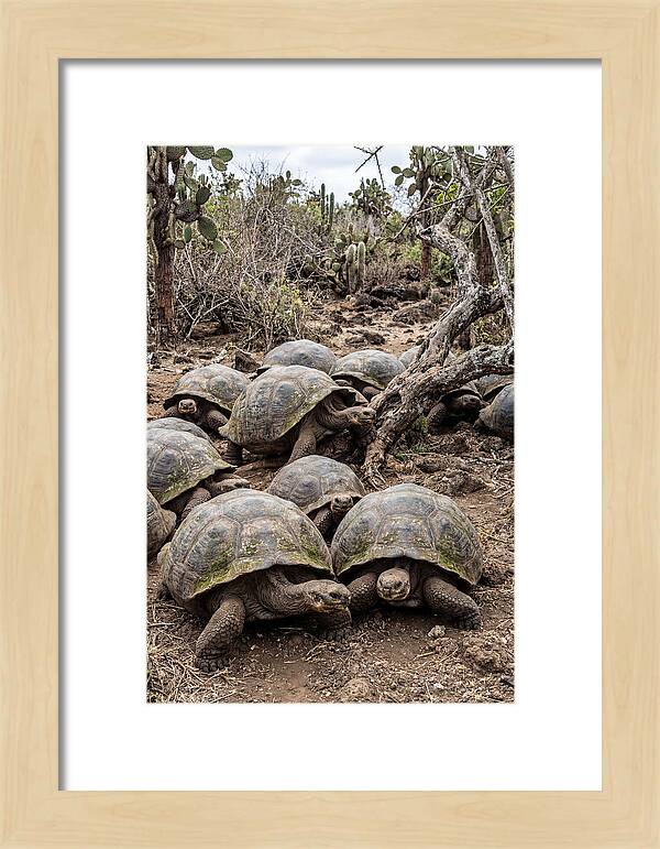 Galapagos Tortoise Gathering