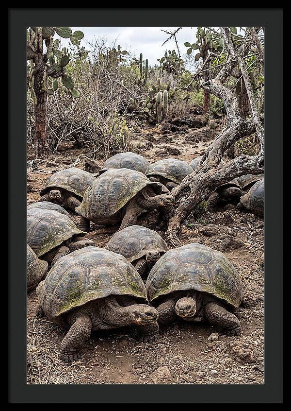 Galapagos Tortoise Gathering