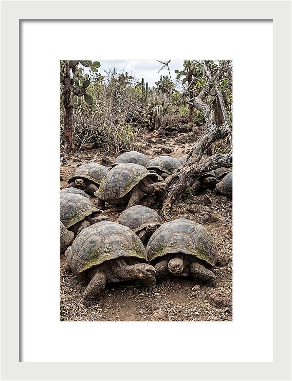 Galapagos Tortoise Gathering