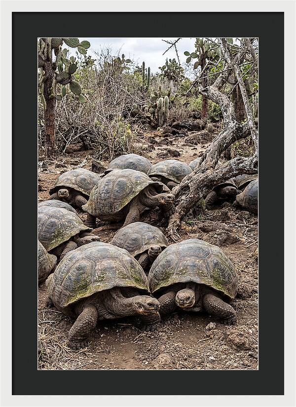 Galapagos Tortoise Gathering