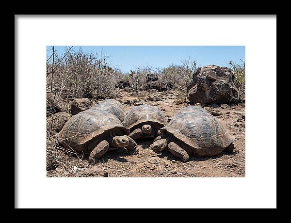 Galapagos Tortoises In Harmony