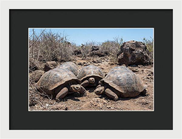 Galapagos Tortoises In Harmony