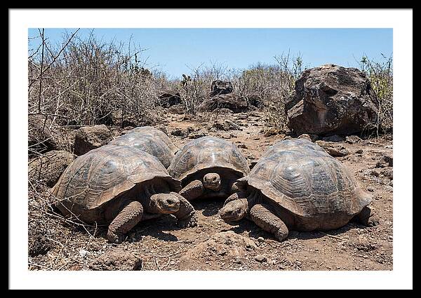 Galapagos Tortoises In Harmony