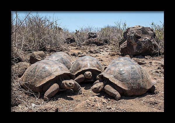 Galapagos Tortoises In Harmony