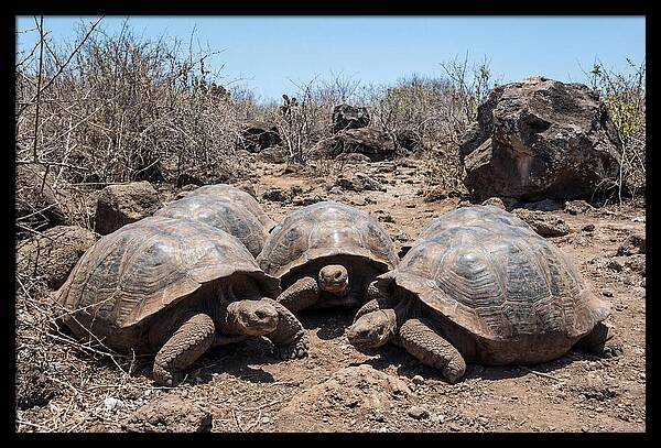 Galapagos Tortoises In Harmony
