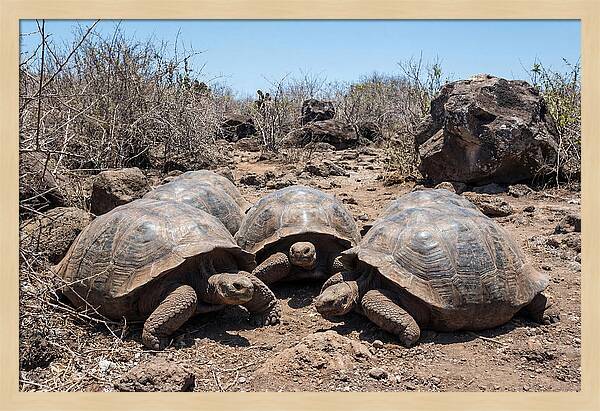 Galapagos Tortoises In Harmony