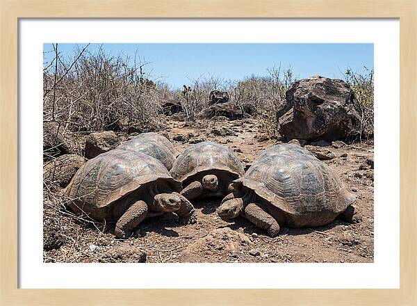 Galapagos Tortoises In Harmony