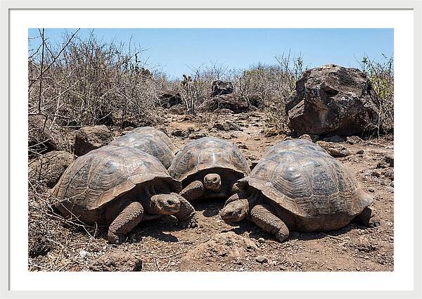 Galapagos Tortoises In Harmony