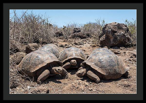 Galapagos Tortoises In Harmony