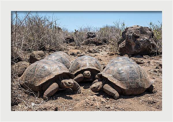 Galapagos Tortoises In Harmony