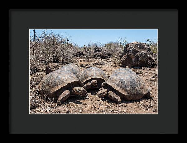 Galapagos Tortoises In Harmony