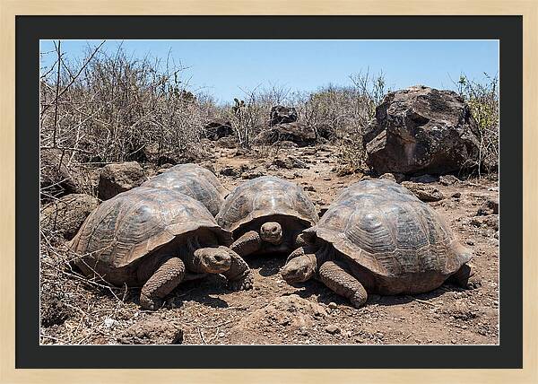 Galapagos Tortoises In Harmony
