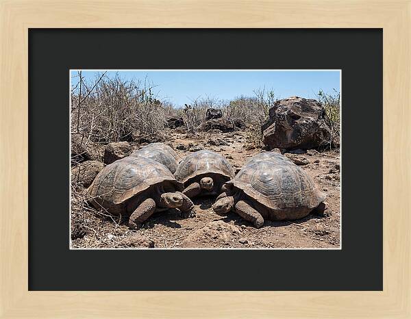 Galapagos Tortoises In Harmony