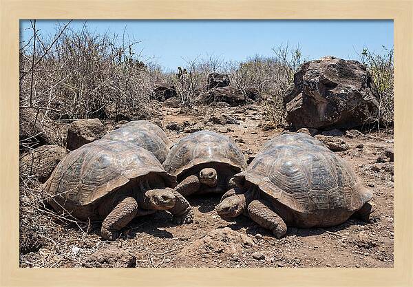 Galapagos Tortoises In Harmony