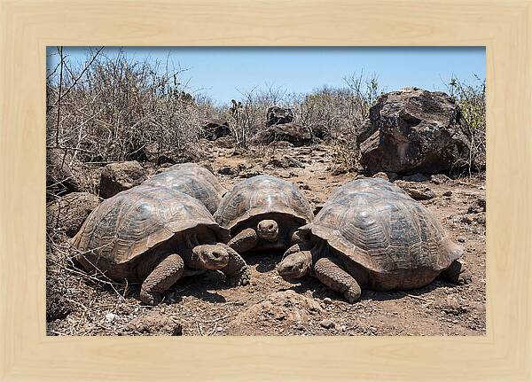 Galapagos Tortoises In Harmony