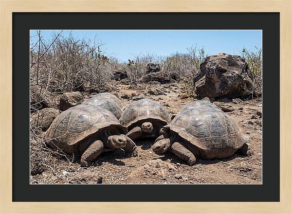 Galapagos Tortoises In Harmony