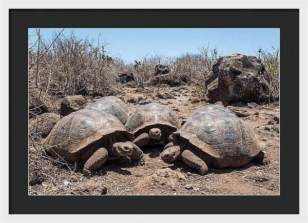 Galapagos Tortoises In Harmony