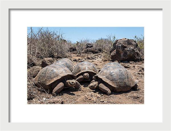 Galapagos Tortoises In Harmony