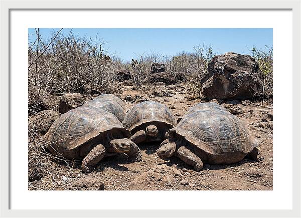 Galapagos Tortoises In Harmony
