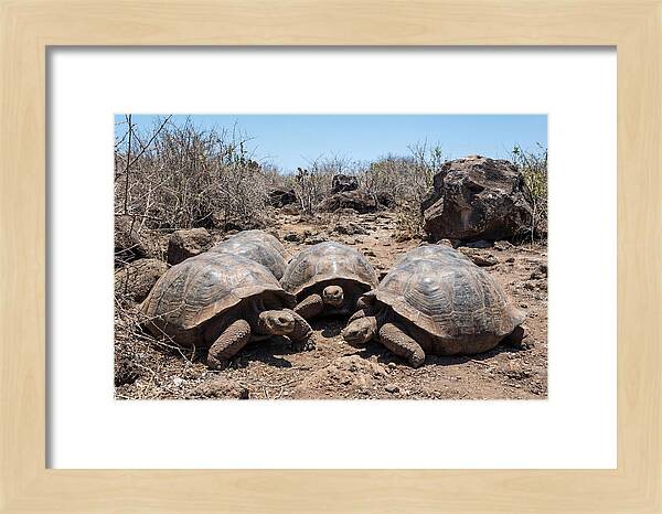 Galapagos Tortoises In Harmony