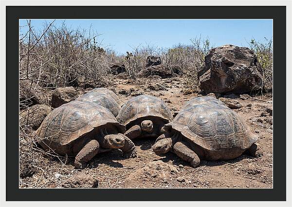 Galapagos Tortoises In Harmony