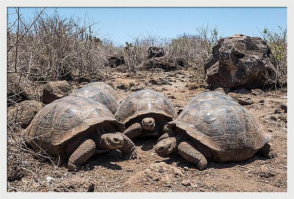 Galapagos Tortoises In Harmony