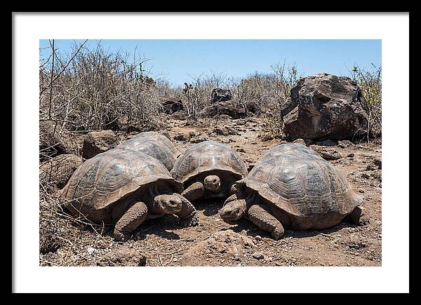 Galapagos Tortoises In Harmony