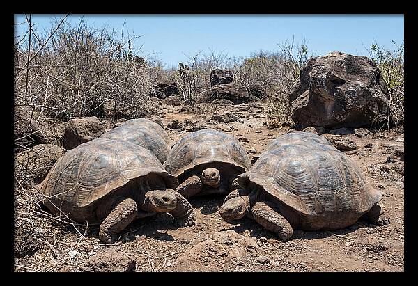 Galapagos Tortoises In Harmony