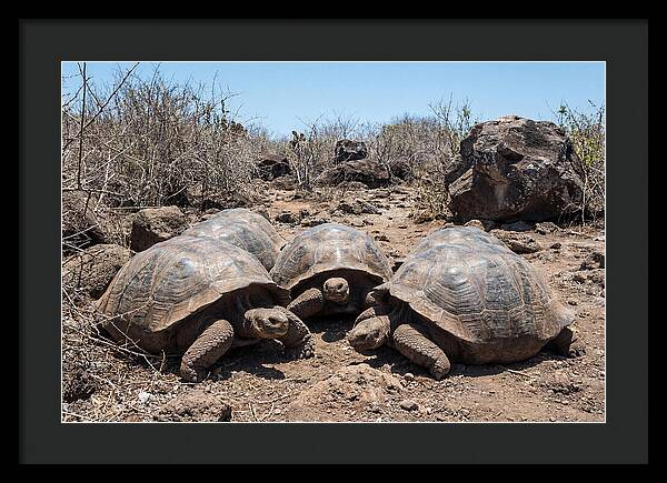 Galapagos Tortoises In Harmony