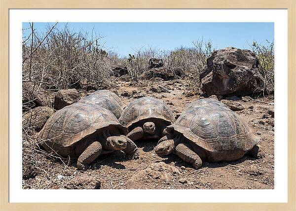 Galapagos Tortoises In Harmony