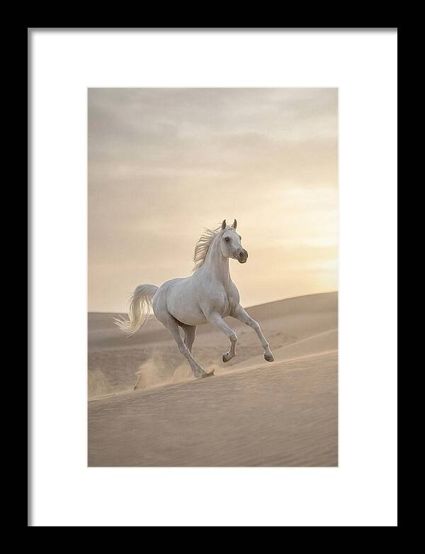 Galloping White Arabian Horse