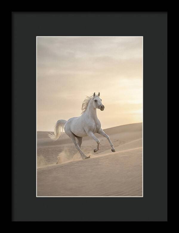 Galloping White Arabian Horse