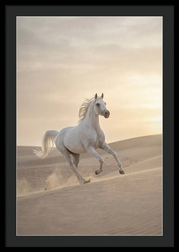 Galloping White Arabian Horse