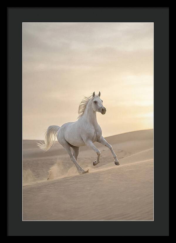 Galloping White Arabian Horse