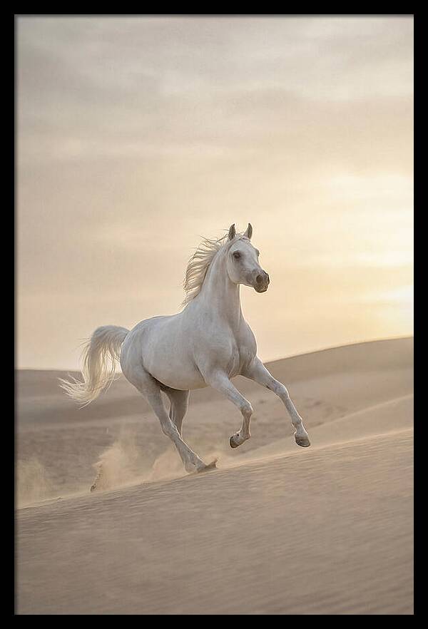 Galloping White Arabian Horse
