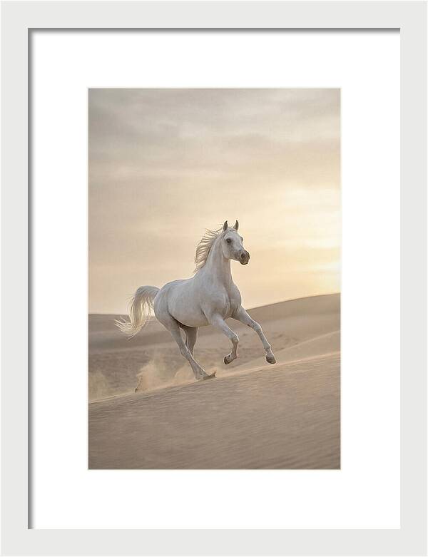 Galloping White Arabian Horse