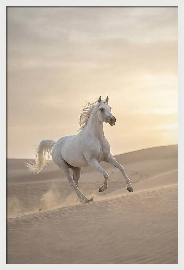 Galloping White Arabian Horse
