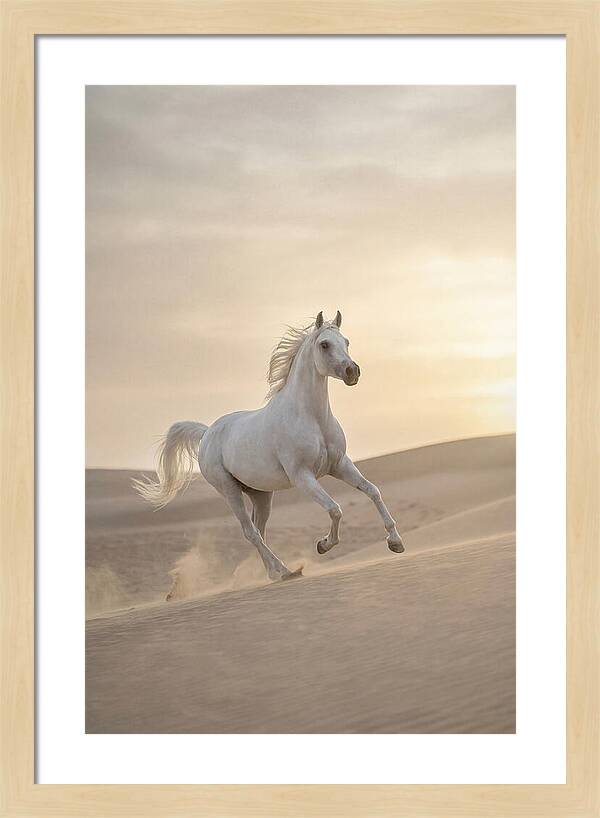 Galloping White Arabian Horse