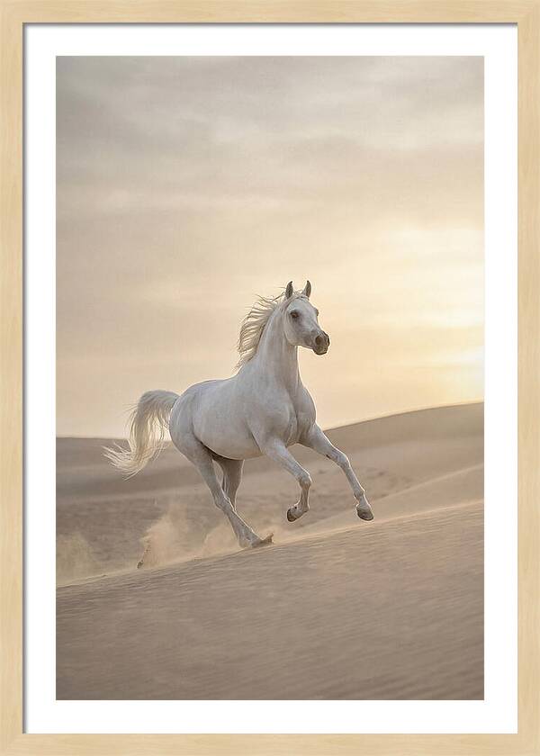 Galloping White Arabian Horse