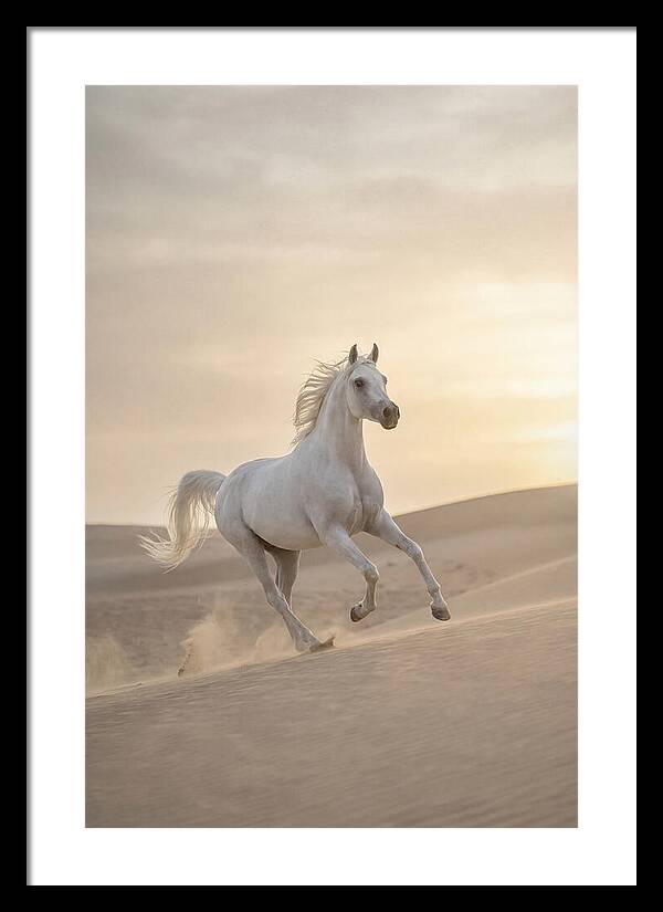 Galloping White Arabian Horse