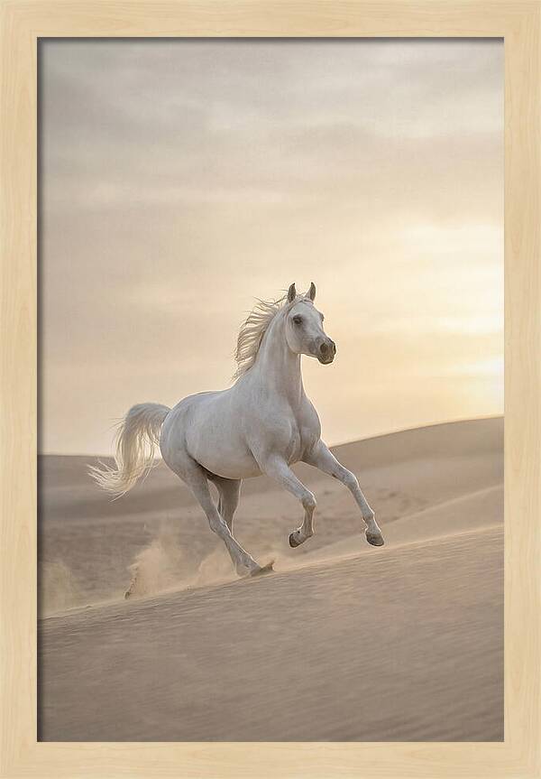 Galloping White Arabian Horse