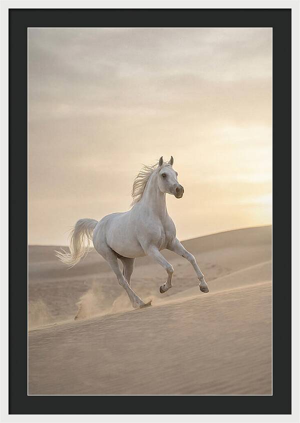 Galloping White Arabian Horse