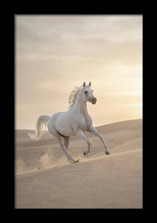 Galloping White Arabian Horse