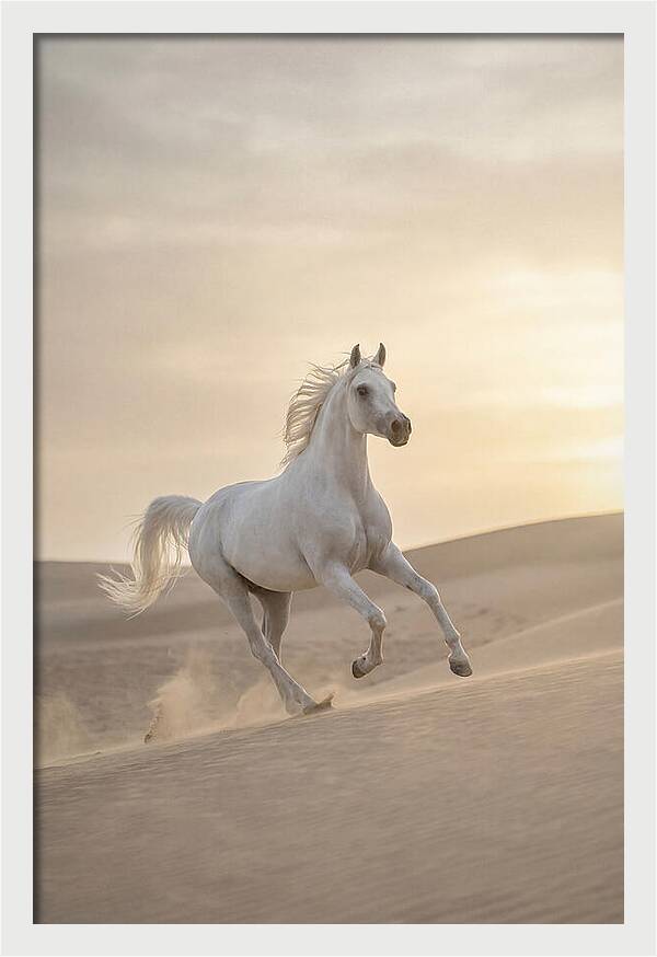 Galloping White Arabian Horse