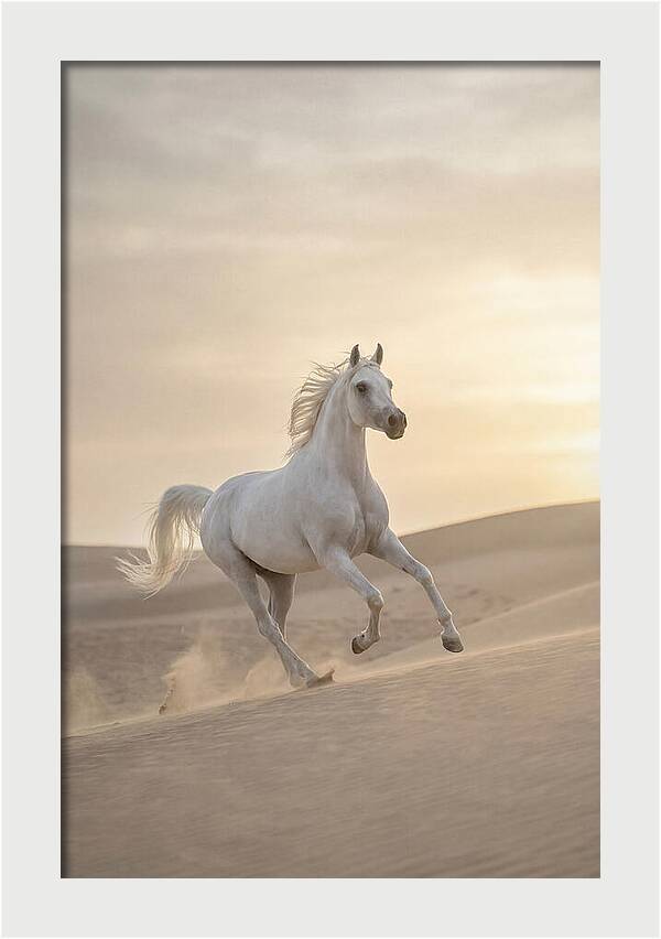 Galloping White Arabian Horse