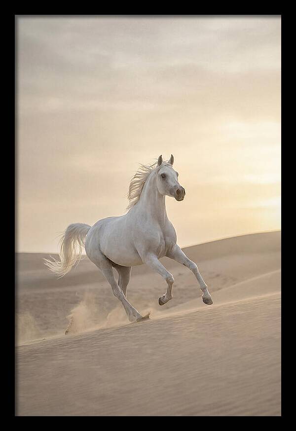 Galloping White Arabian Horse