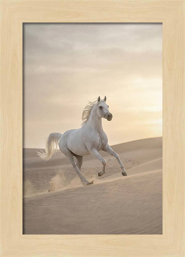 Galloping White Arabian Horse