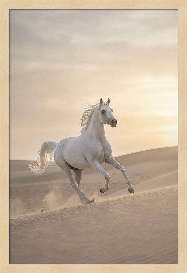 Galloping White Arabian Horse