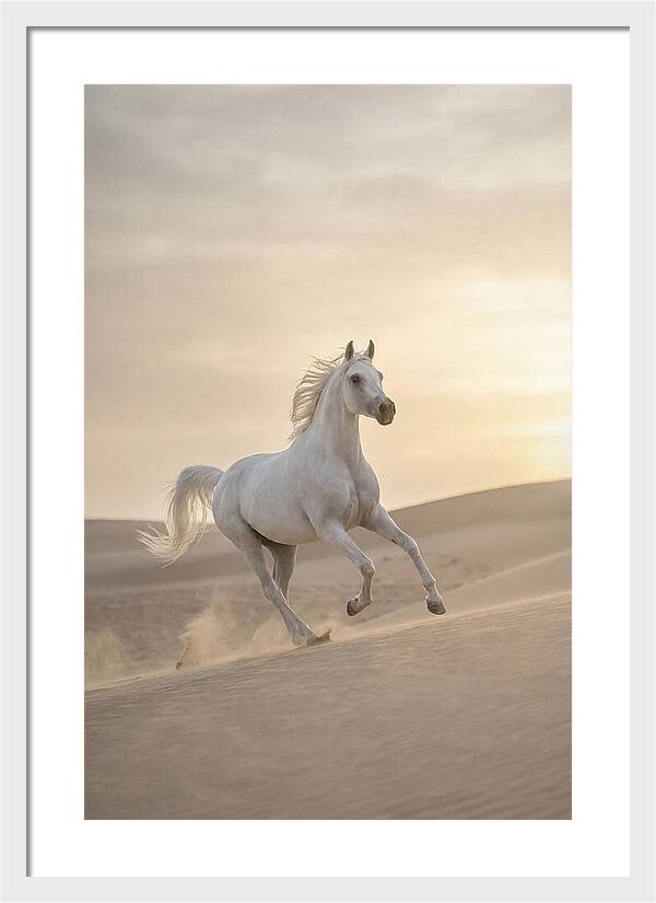 Galloping White Arabian Horse